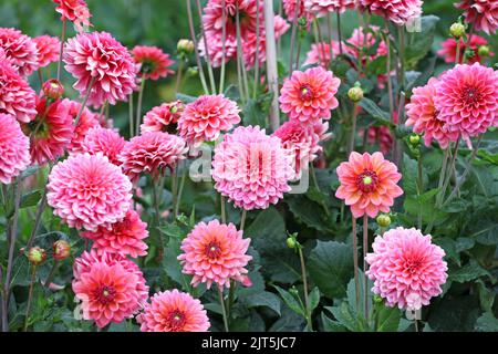 Dahlia „Salmon Runner“ in Blüte Stockfoto