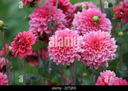 Dahlia „Salmon Runner“ in Blüte Stockfoto