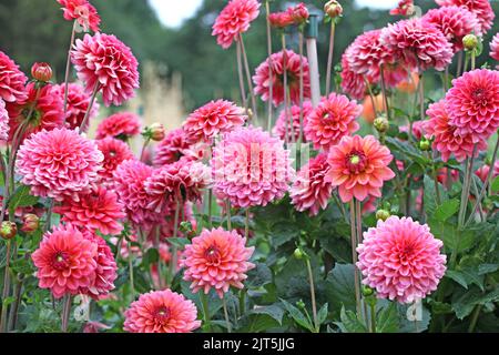 Dahlia „Salmon Runner“ in Blüte Stockfoto