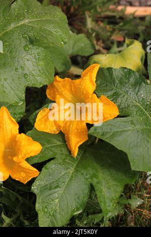 Riesige einzelne Kürbisblume wächst im sonnigen Küchengarten. Stockfoto