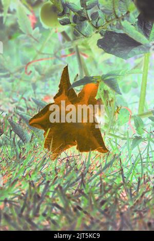 Riesige einzelne Kürbisblume wächst im sonnigen Küchengarten. Stockfoto