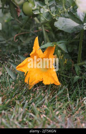 Riesige einzelne Kürbisblume wächst im sonnigen Küchengarten. Stockfoto