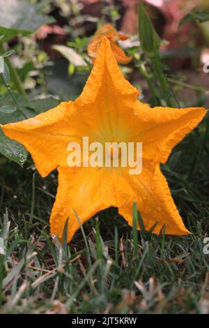 Riesige einzelne Kürbisblume wächst im sonnigen Küchengarten. Stockfoto