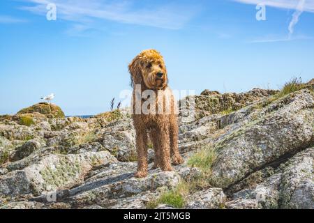 Brauner goldener Hund, der an der Küste steht, mit Möwen im Hintergrund Stockfoto