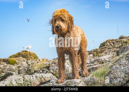 Brauner goldener Hund, der an der Küste steht, mit Möwen im Hintergrund Stockfoto