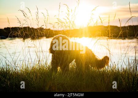 Hund im hohen Gras am Strand bei Sonnenuntergang Stockfoto