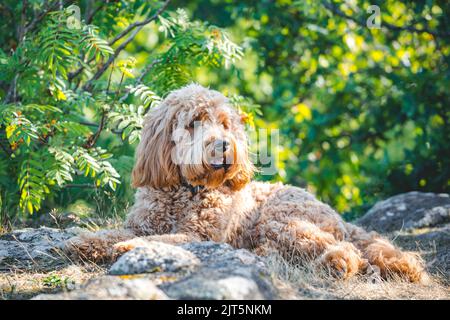 Junger goldener Hund, der auf Felsen liegt Stockfoto