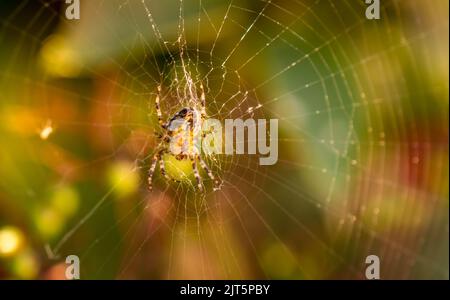 Britische Tierwelt Stockfoto