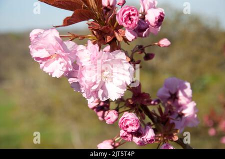 Cherry Blossom, Gardens, Mount Juliet Estate (Hotel und Golfplatz), Thomastown, Co. Kilkenny, Irland Stockfoto