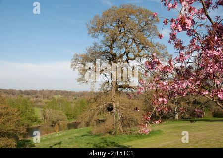 Cherry Blossom, Gardens, Mount Juliet Estate (Hotel und Golfplatz), Thomastown, Co. Kilkenny, Irland Stockfoto