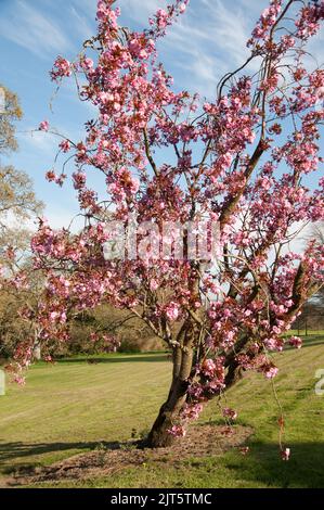 Cherry Blossom, Gardens, Mount Juliet Estate (Hotel und Golfplatz), Thomastown, Co. Kilkenny, Irland Stockfoto