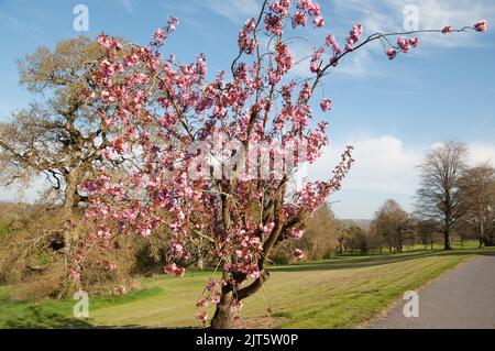 Cherry Blossom, Gardens, Mount Juliet Estate (Hotel und Golfplatz), Thomastown, Co. Kilkenny, Irland Stockfoto