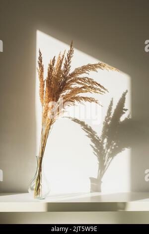 Pampas Gras in Glasvase mit Licht und Schatten. Minimale Zusammensetzung. Stockfoto