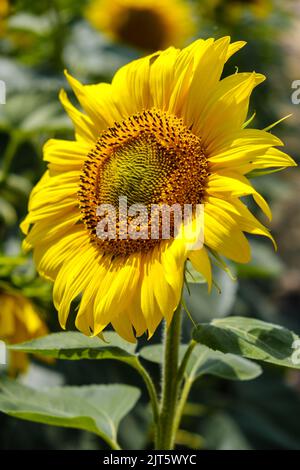 Große Sonnenblumenblume gegen Sonnenblumenfeld, helle Sonnenblume, natürlicher Hintergrund, selektiver Fokus Stockfoto