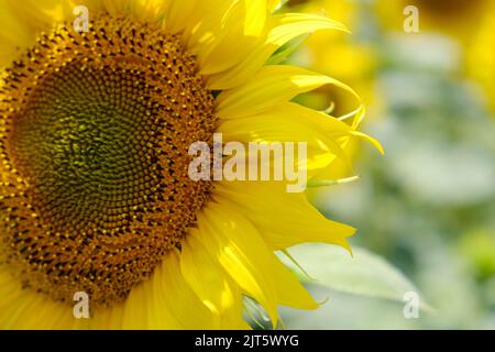 Große Sonnenblumenblume gegen Sonnenblumenfeld, helle Sonnenblume, natürlicher Hintergrund, selektiver Fokus Stockfoto