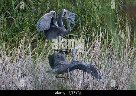 Zwei Reiher kämpfen bei Magor Marsh, Großbritannien, um einen Aal. Stockfoto