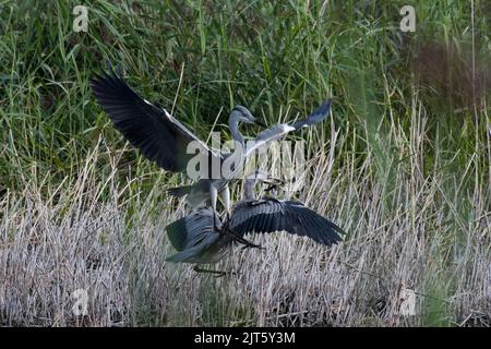 Zwei Reiher kämpfen bei Magor Marsh, Großbritannien, um einen Aal. Stockfoto