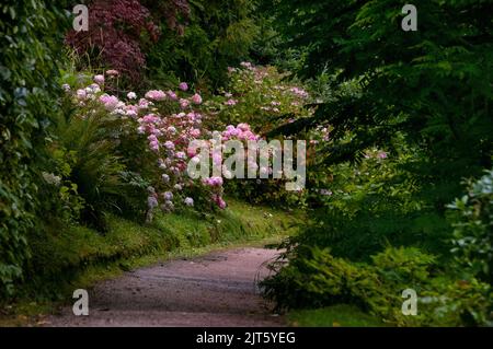 Rosa Hortensie, immergrüne Bäume und Farne in Powerscourt Gardens im County Wicklow, Irland. Stockfoto