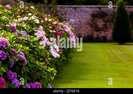 Hydranga im ummauerten Garten am Powerscourt in Enniskerry, Irland. Stockfoto