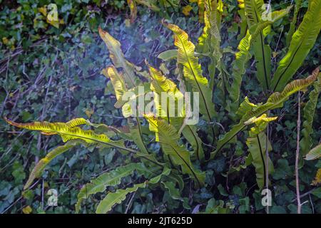 Asplenium scolopendrium (Hart's Zungenfarn) schoss aus nächster Nähe mit der Sonne, die durch ihre Blätter schien Stockfoto