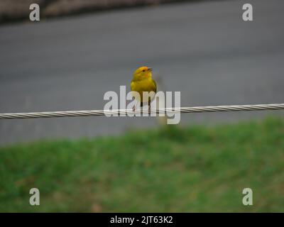 Eine flache Aufnahme eines Safranfinkens, der auf einem Draht mit unscharfem Hintergrund steht Stockfoto