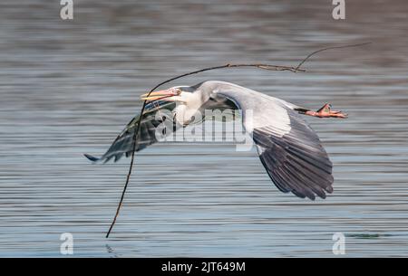 Graureiher (Ardea Cinerea) - Transport von Nestbaumaterial; fliegend tief über Wasser in Buckinghamshire, England. Stockfoto