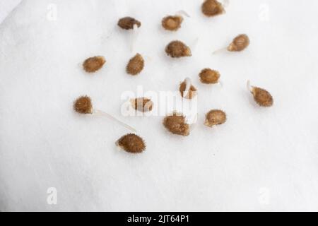 Tomaten aus Samen anbauen, Schritt für Schritt. Schritt 2 - die Samen sind gekeimt. Stockfoto