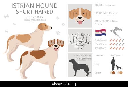 Istrischer Kurzhaarhund-Clipart. Verschiedene Posen, Fellfarben eingestellt. Vektorgrafik Stock Vektor