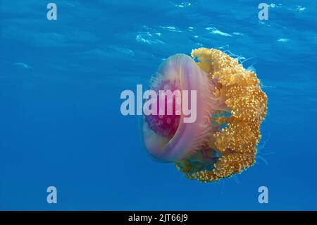 Blaue Wurzelmundqualle (Cephea cephea), Sulawesi, Ari Atoll, Malediven | gekrönte Quallen (Cephea cephea), Ari Atoll, Malediven Stockfoto