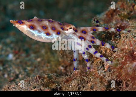 Bluerender Oktopus (Hapalochlaena lunulata), hochgiftig, Raja Ampat, Irian Jaya, West-Papua, Indonesien, Pazifischer Ozean Stockfoto