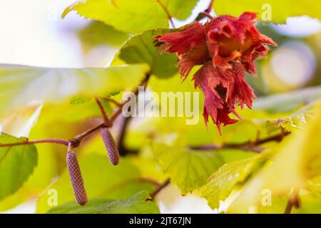Nahaufnahme von Haselnüssen in ihren roten Trauben und Blättern von Hasel im Herbst bei Sonnenuntergang. Eine Makroaufnahme von Haselnüssen, die an Ästen von hängen Stockfoto