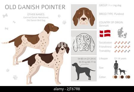 Alte dänische Pointer Clipart. Verschiedene Posen, Fellfarben eingestellt. Vektorgrafik Stock Vektor