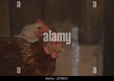 Hühner im Fahrerlager auf dem Bauernhof. Seitenansicht der Schar von Hausvögeln mit braunem Gefieder auf einer Holzbank. Stockfoto