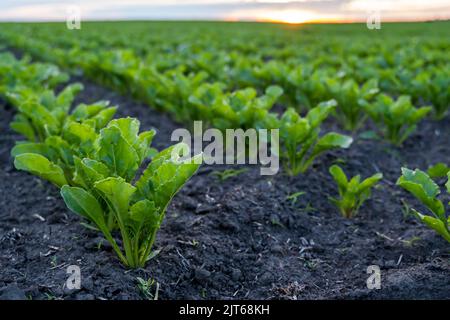 Nahaufnahme Junge Zuckerrübenblätter wachsen im landwirtschaftlichen Rübenfeld am Abend des Sonnenuntergangs. Landwirtschaft. Stockfoto