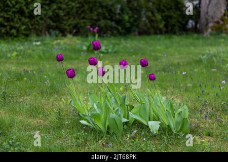 Tulpen mit violetten Blüten wachsen wild auf einem Rasen in der Schweiz Stockfoto