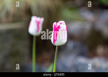 Selektiver Fokus auf einer mehrfarbigen rosa und weißen Tulpenblume. Im Hintergrund ist eine weitere Tulpenblüte außer Fokus. Stockfoto