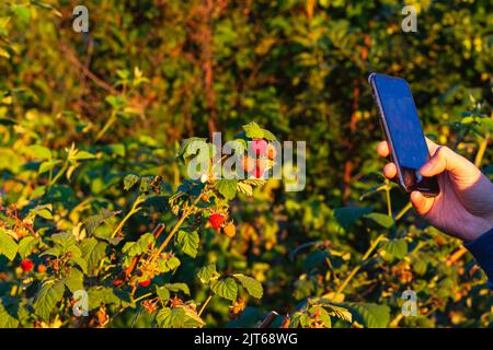 Die Hand des Mannes hält das Handy, fotografiert bei Sonnenuntergang rote reife Himbeeren auf dem Busch im Garten. Selfie im Obstbeergarten auf Handy.natürliche Organi Stockfoto