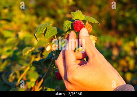 Natürliche Lebensmittel. Die Hand des Mannes pflückt reife Himbeerfrüchte auf dem Zweig mit grünen Blättern auf dem Bauernhof, aus der Nähe.verschwommener Hintergrund. Schönheit Himbeeren bereit t Stockfoto