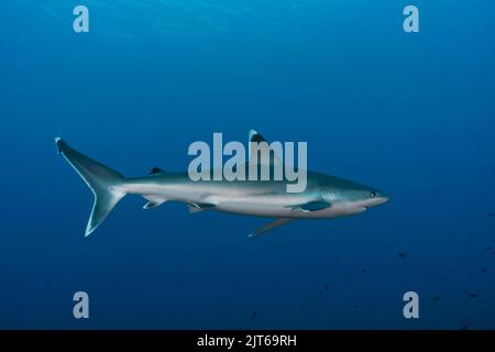 Silberspitzenhai (Carcharhinus albimarginatus) in Blau Stockfoto