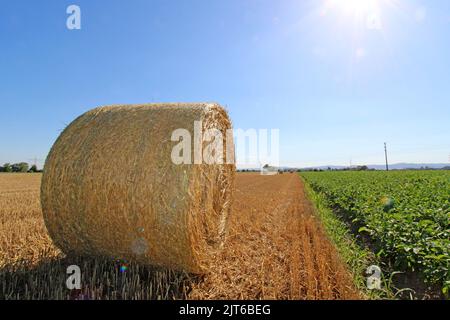 In der Abendsonne auf einem geernteten Weizenfeld zu runden Ballen gepresstes Stroh Stockfoto