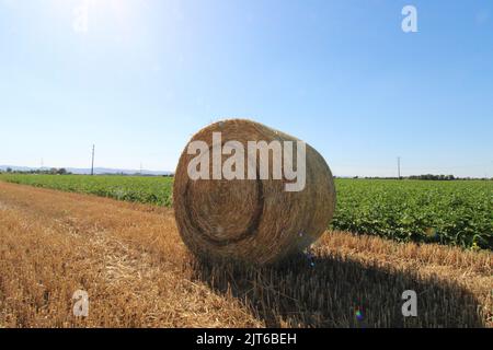In der Abendsonne auf einem geernteten Weizenfeld zu runden Ballen gepresstes Stroh Stockfoto