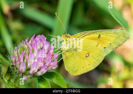 Oranger Schwefelschmetterling auf Luzerne. Insekten- und Naturschutz, Habitatschutz und Gartenkonzept für Gartenblumen Stockfoto