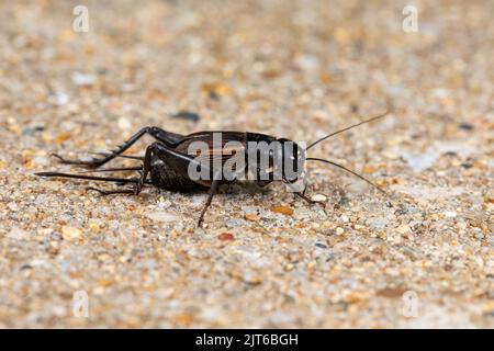 Nahaufnahme von Field Cricket. Konzept für Schädlingsbekämpfung, Insekten- und Naturschutz. Stockfoto