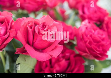 Schöne Nahaufnahme rosa Rosen, rosa gertrude jekyll, Wachstum im Garten in Hamamatsu, Japan mit verschwommenem Hintergrund Stockfoto