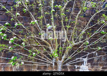 Birnenbaum (Pyrus communis) ‘Doyenné du Comice’ im Obst- und Gemüsegarten, RHS Rosemoor, Devon, Großbritannien Stockfoto