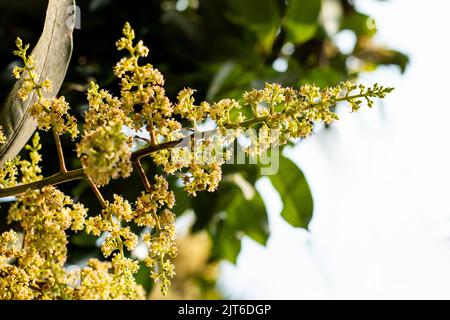 Mango Knospen im strahlenden Frühling blühen Mango Knospen fast jedes Jahr Stockfoto