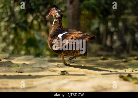 Die häufigste inländische moskauer china Ente schwarz, rot und weiß Farbe gefunden auch Asien Subkontinent. Schwarze Rotschopf Ente ist billig Fleisch und es ist einfach Stockfoto