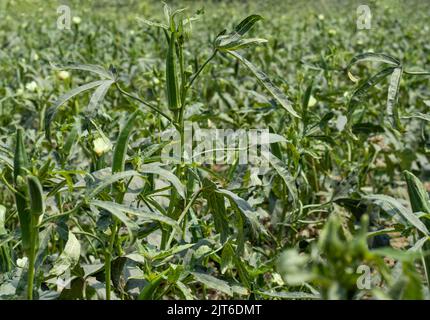 Okra, Damenfinger, Gumbo oder Bhindi ist das wichtigste Gemüse Stockfoto