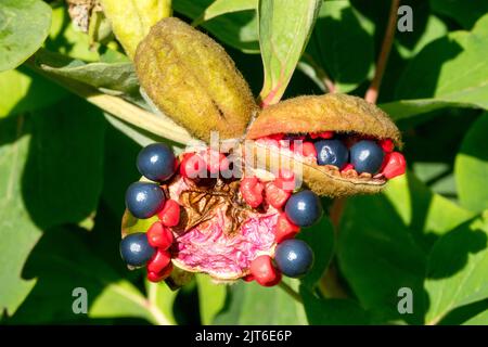 Pfingstrose, gereift glänzend, Samen, rot, Podenöffnung, Beeren, Schwarzblau Stockfoto