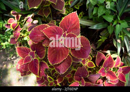 Coleus Pflanzen bunte Blätter. Verschiedene Sorten von Coleus-Pflanzenblättern Stockfoto